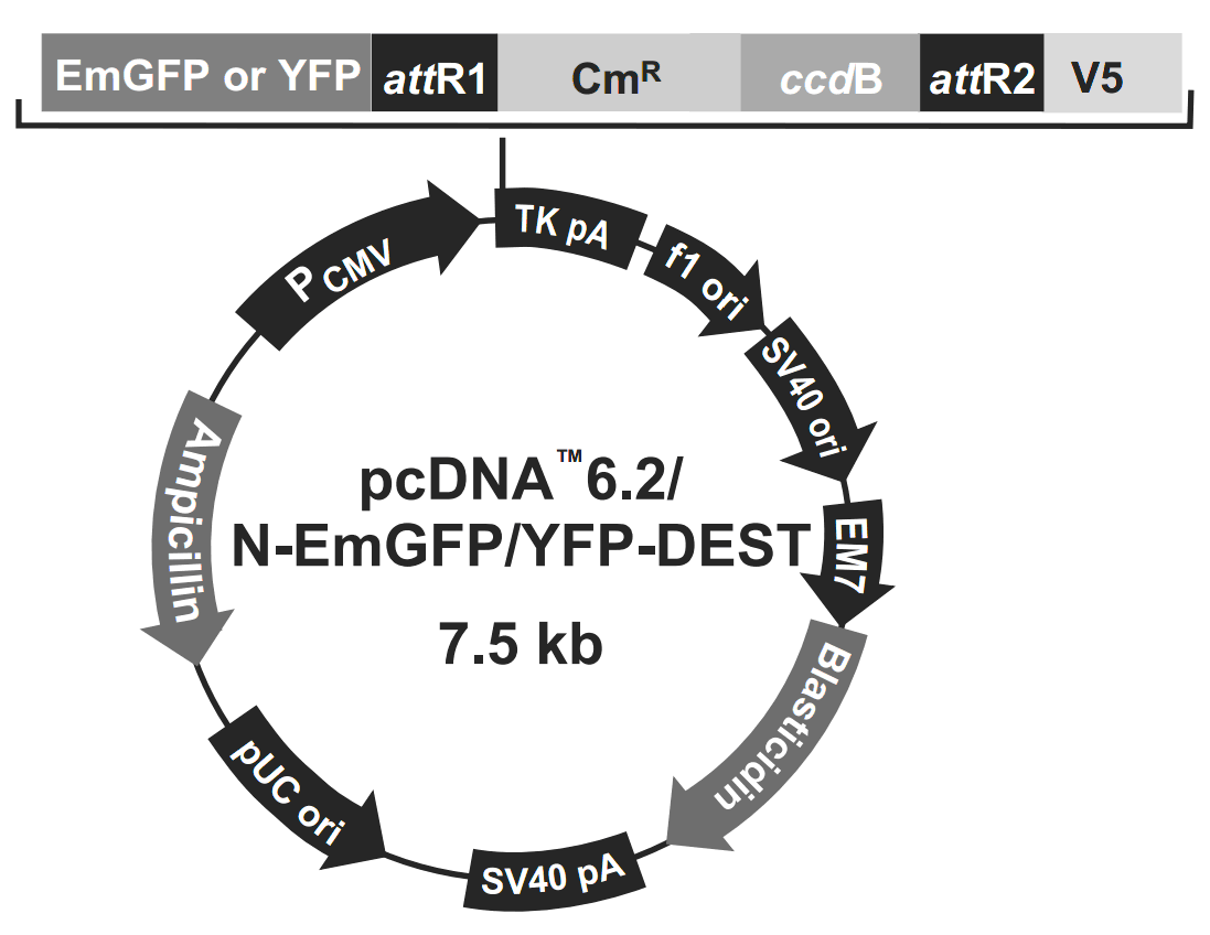 pcDNA6.2-N-YFP-DEST 载体图谱