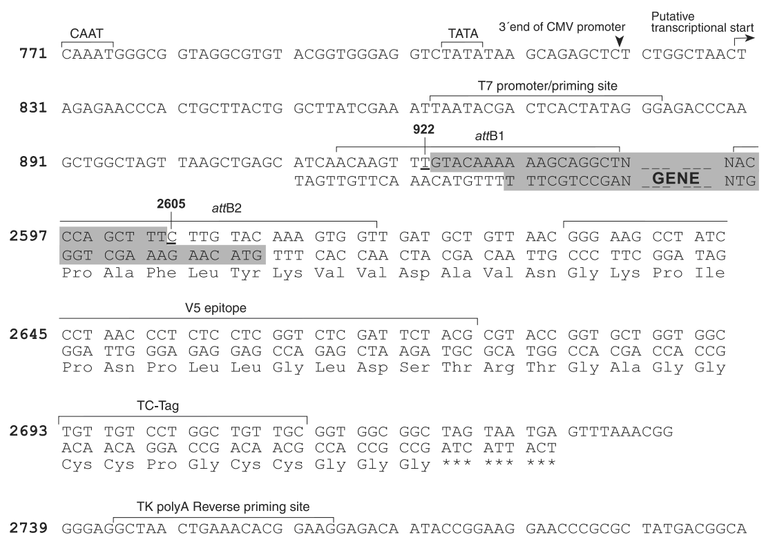 pcDNA6.2-cTC-Tag-DEST 克隆位点