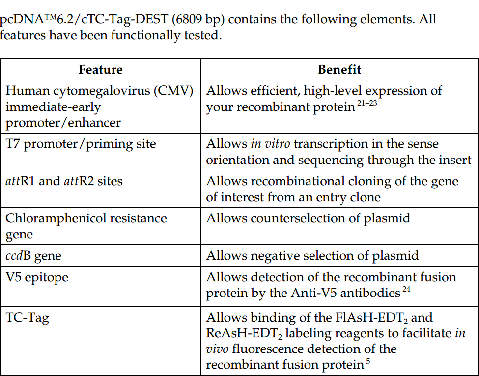 pcDNA6.2-cTC-Tag-DEST 载体特征1