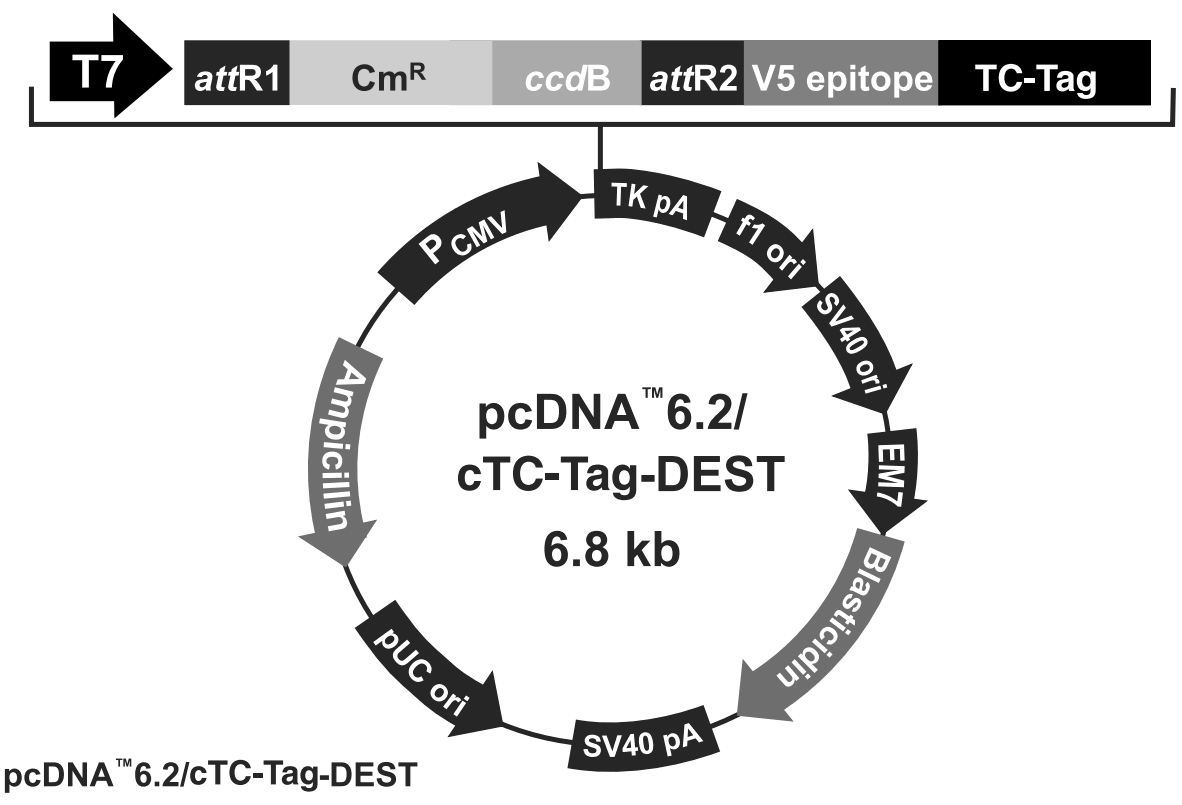 pcDNA6.2-cTC-Tag-DEST载体图谱