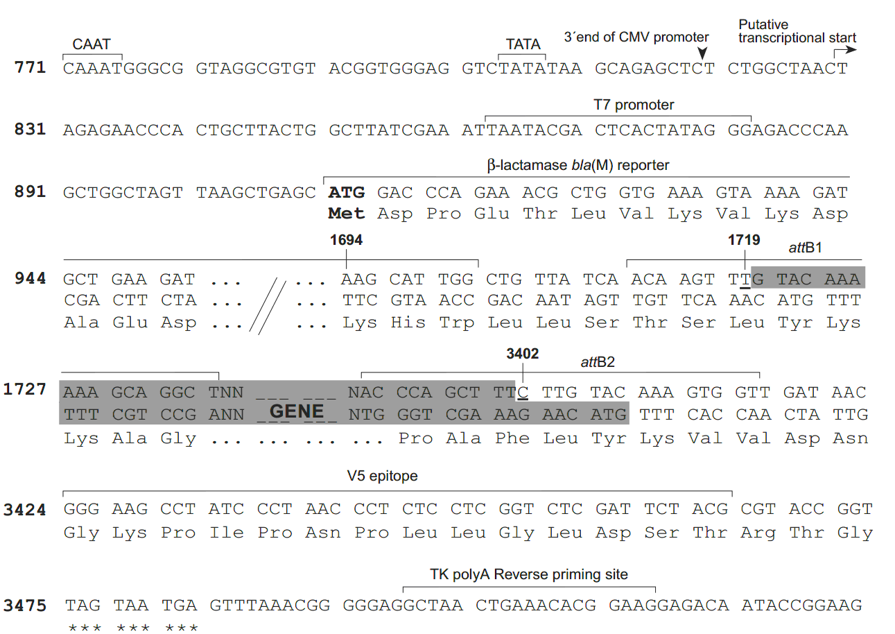 pcDNA6.2-nGeneBLAzer-DEST 多克隆位点