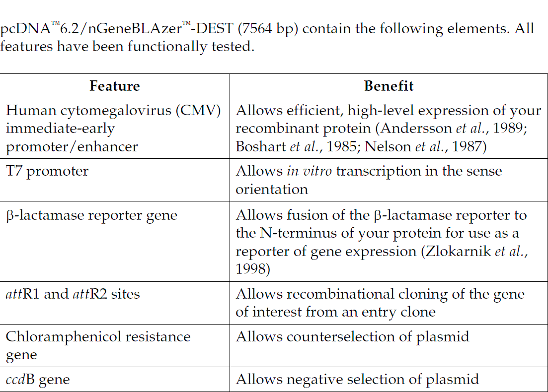 pcDNA6.2-nGeneBLAzer-DEST 载体特征1