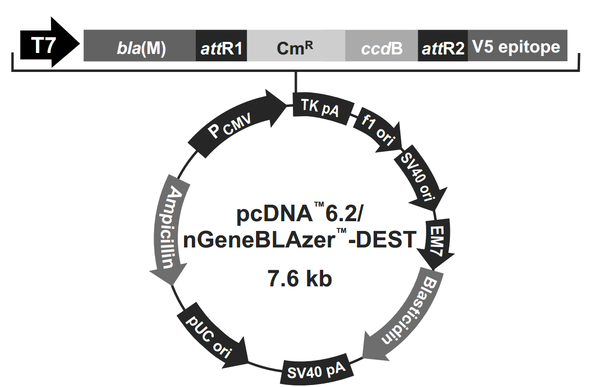 pcDNA6.2-nGeneBLAzer-DEST 载体图谱