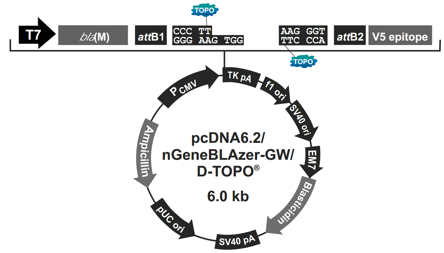 pcDNA6.2-nGeneBLAzer-GW-D-TOPO载体图谱