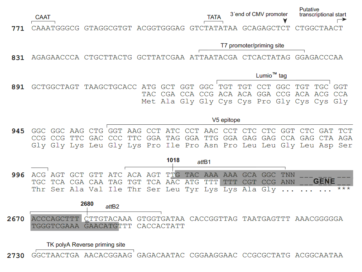 pcDNA6.2-nLumio-DEST 多克隆位点