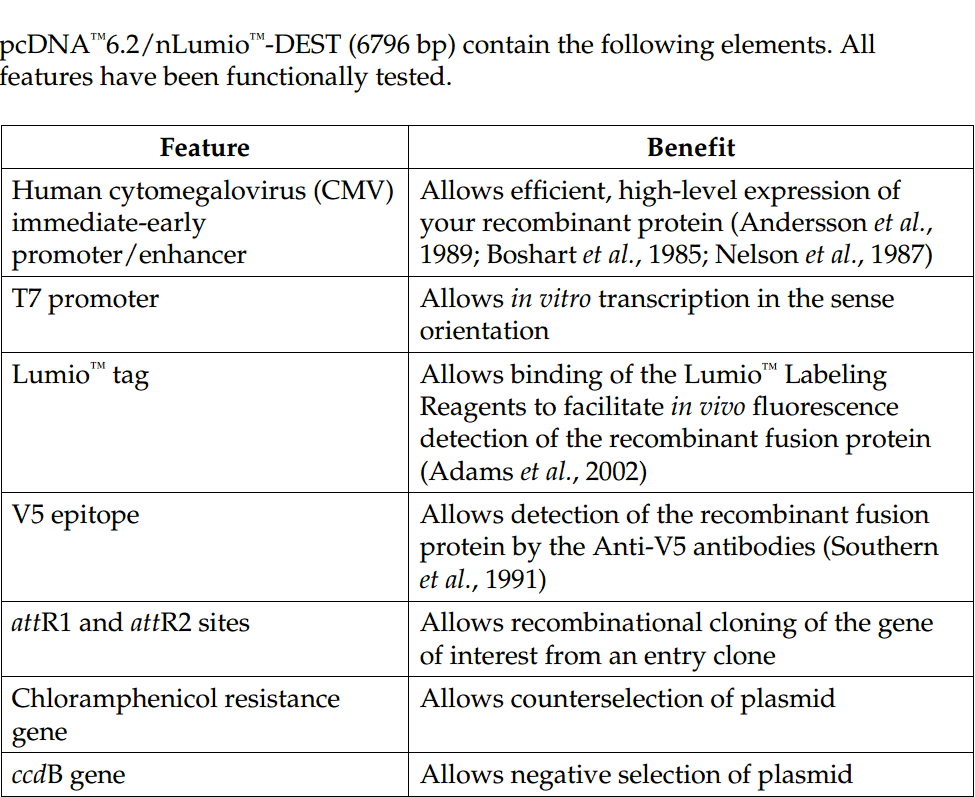 pcDNA6.2-nLumio-DEST 载体特征1