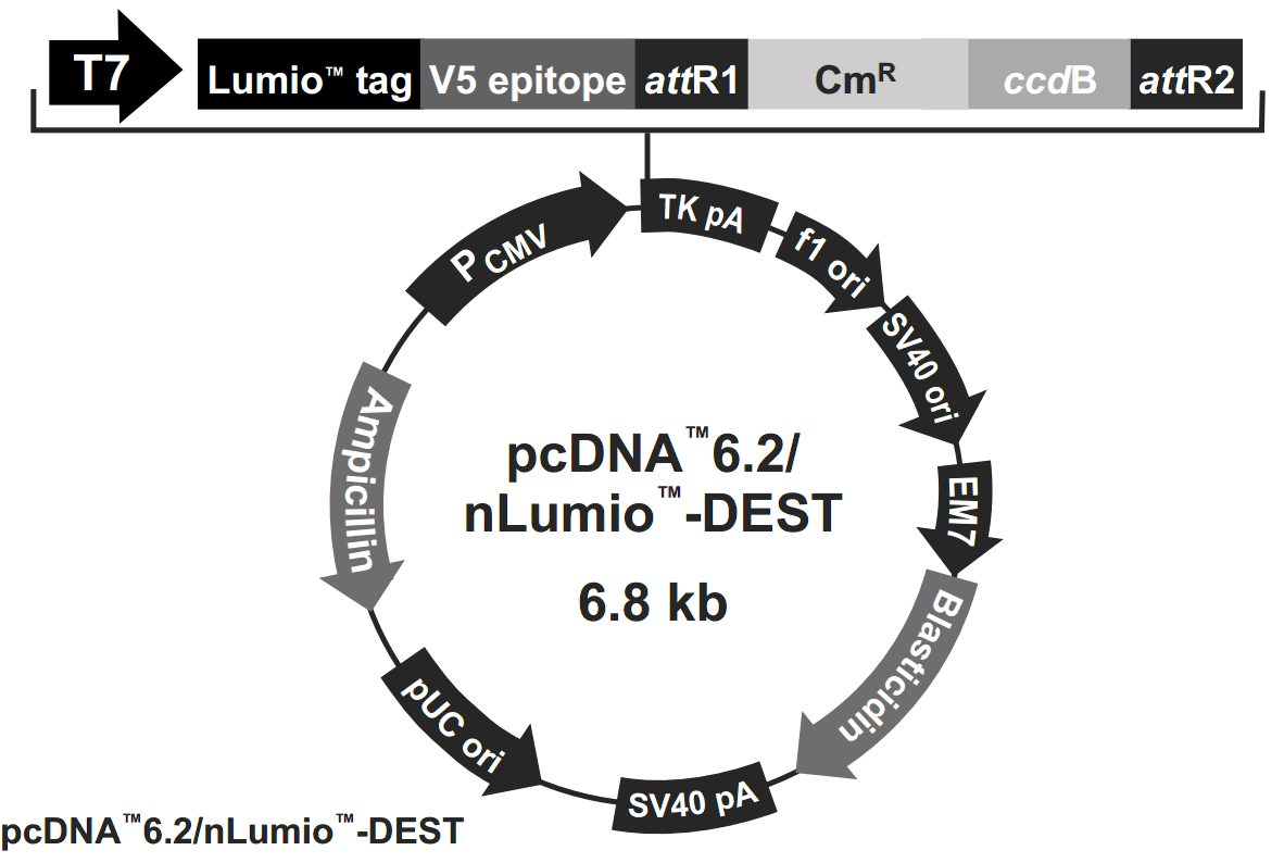 pcDNA6.2-nLumio-DEST载体图谱