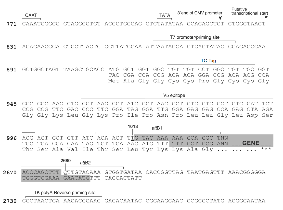 pcDNA6.2-nTC-Tag-DEST 多克隆位点