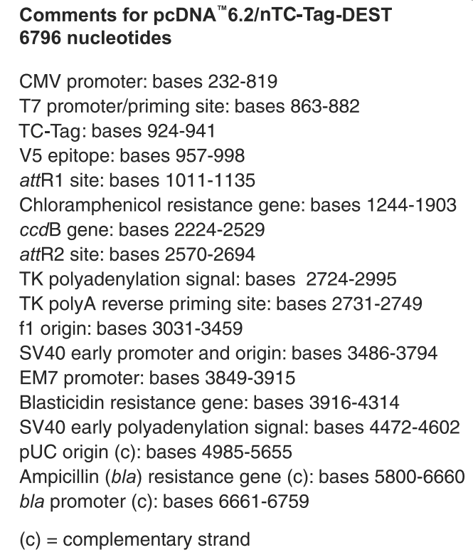 pcDNA6.2-nTC-Tag-DEST特征位点