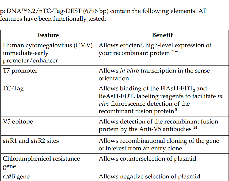 pcDNA6.2-nTC-Tag-DEST 载体特征1