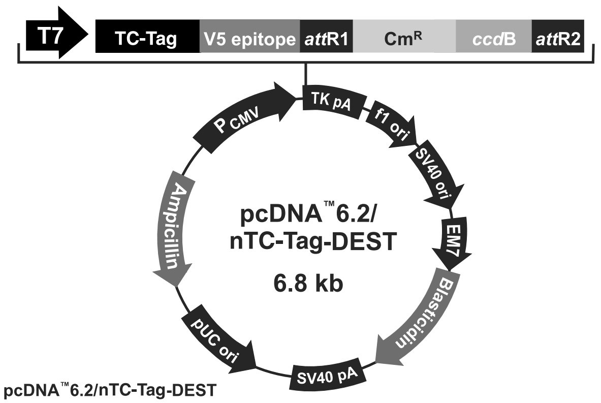 pcDNA6.2-nTC-Tag-DEST载体图谱