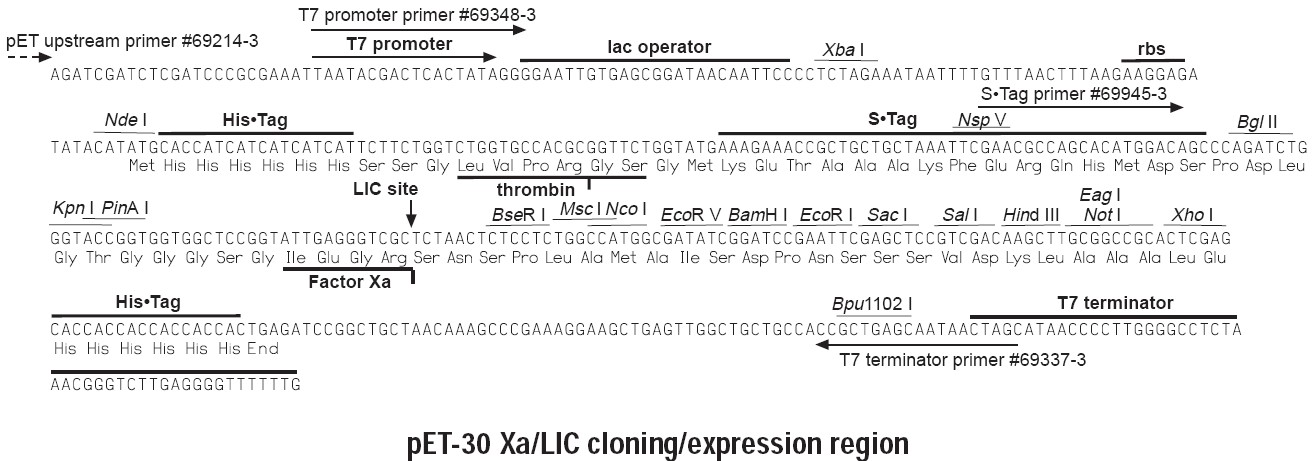 pet30 Xa/LIC多克隆位点