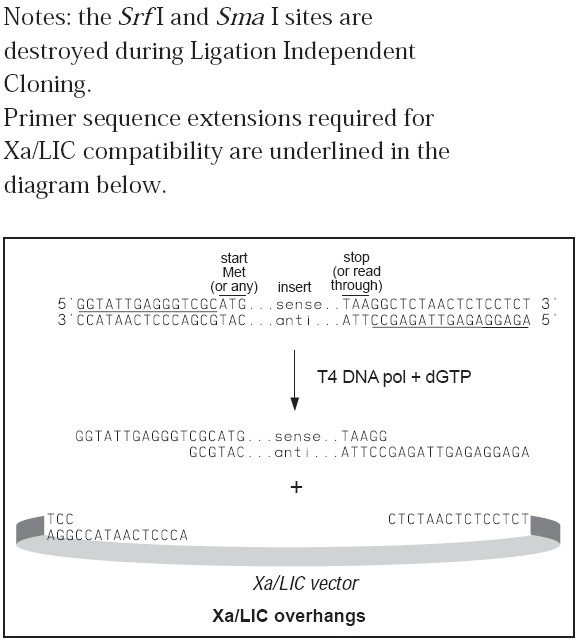 pet32 Xa/LIC克隆方法