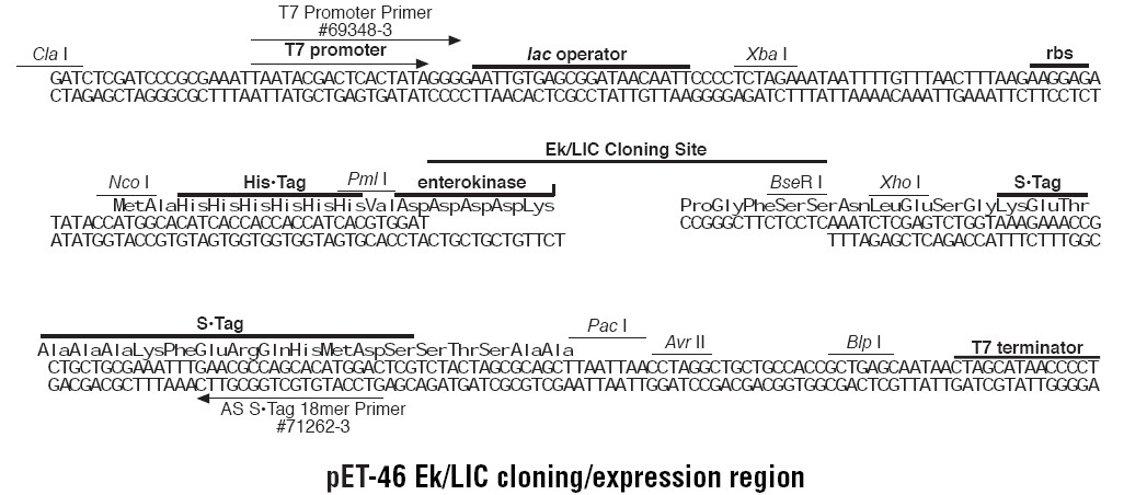 pet46 EK/LIC多克隆位点