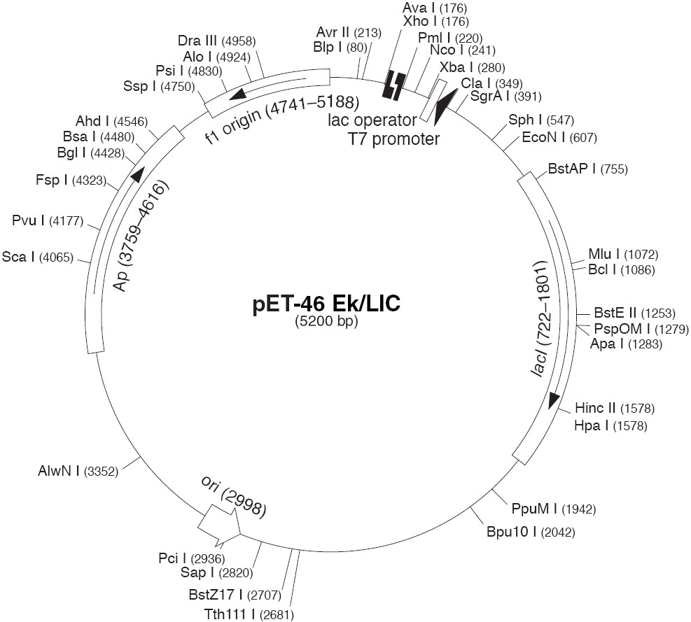 pet46 EK/LIC载体图谱