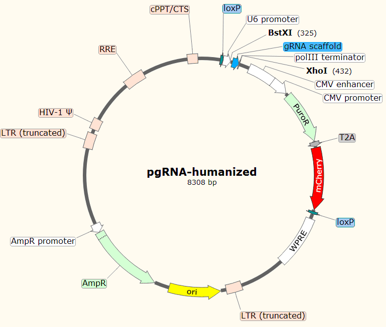 pgRNA-humanized载体图谱