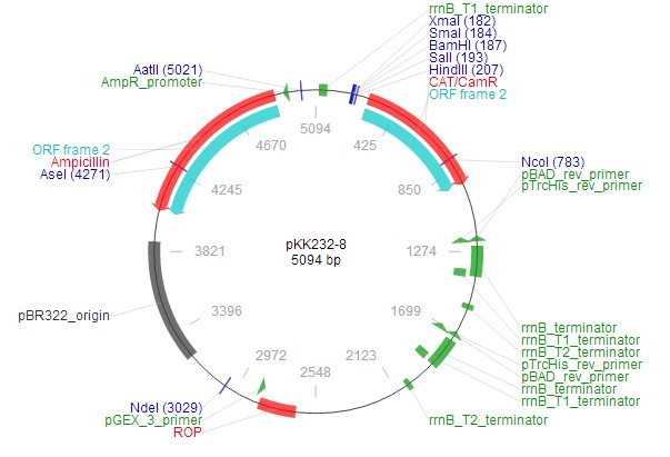 pkk232-8载体图谱