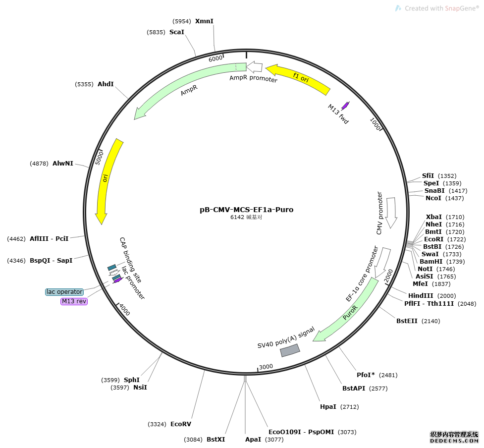 pB-CMV-MCS-EF1a-Puroͼ