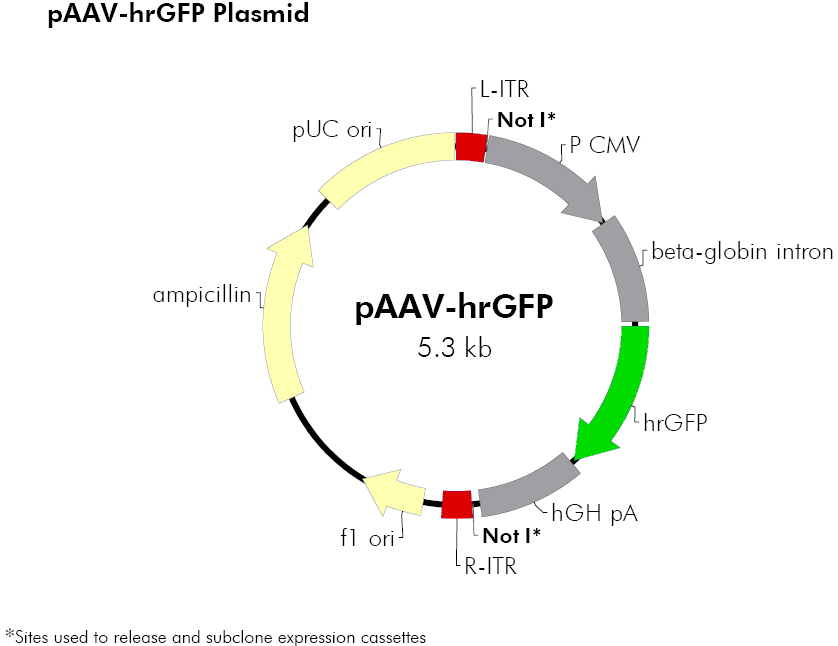 paav-hrgfp腺病毒载体 biovector510383报价/价格paav-hrgfp腺病毒载