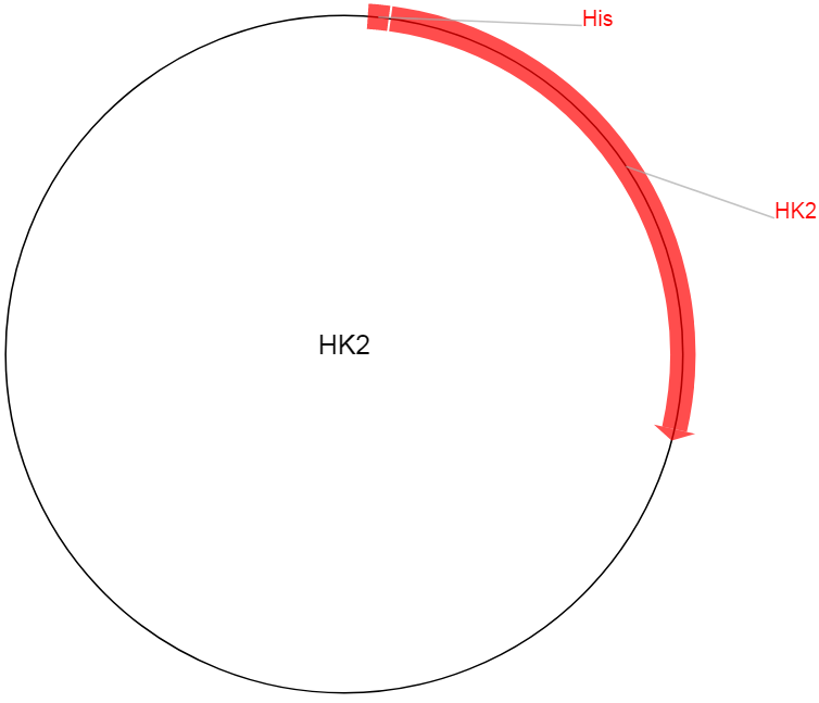 HK2载体图谱