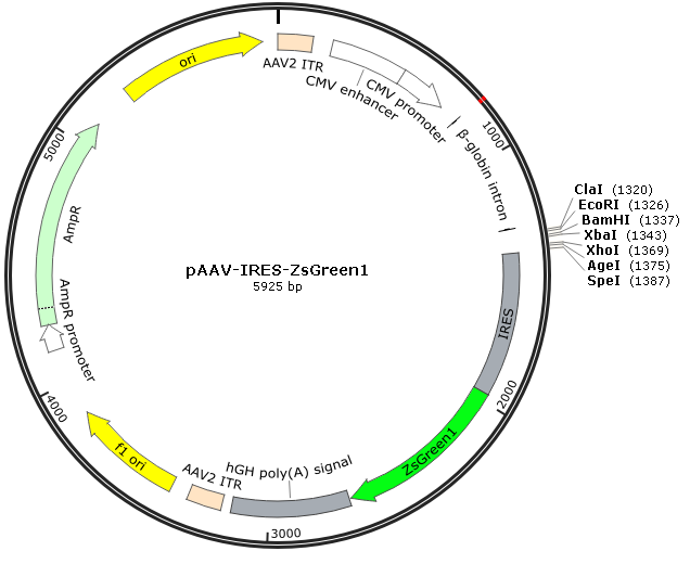 pAAV-IRES-ZsGreen1载体图谱
