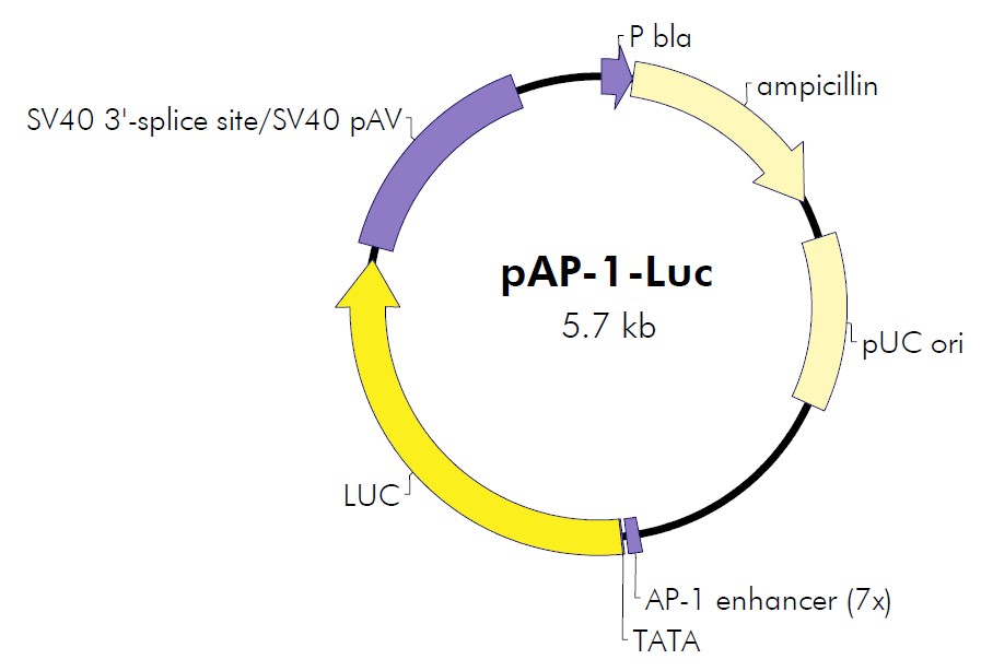 pap-1-luc质粒载体图谱序列抗性说明书价格biovector公司