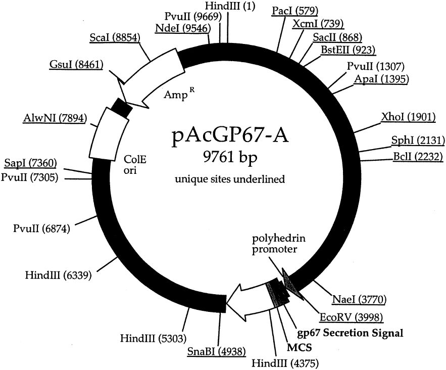 pAcGP67A载体图谱