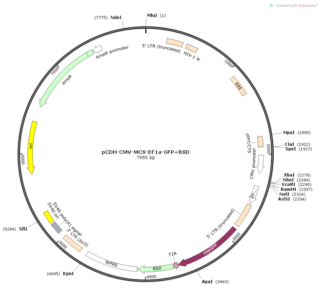 pCDH-CMV-MCS-EF1a-GFP+BSD载体载体图谱