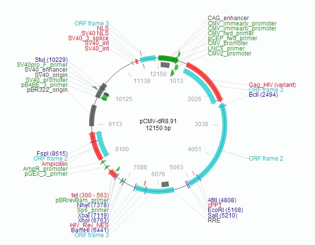 91慢病毒表达载体质粒图谱序列抗性价格报价biovector ntcc inc.