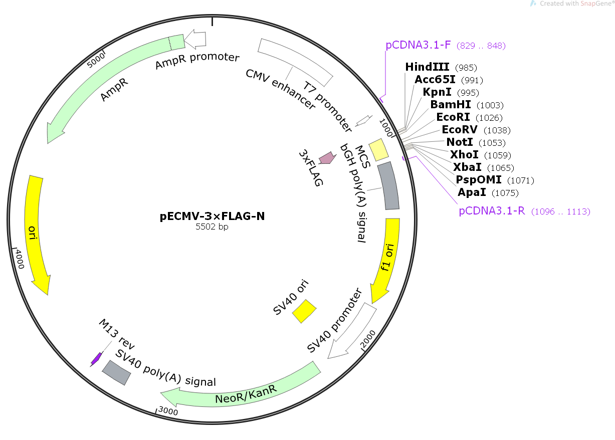 pecmv-3×flag-n载体质粒图谱,序列,价格,抗性,测序引物,大小等基本