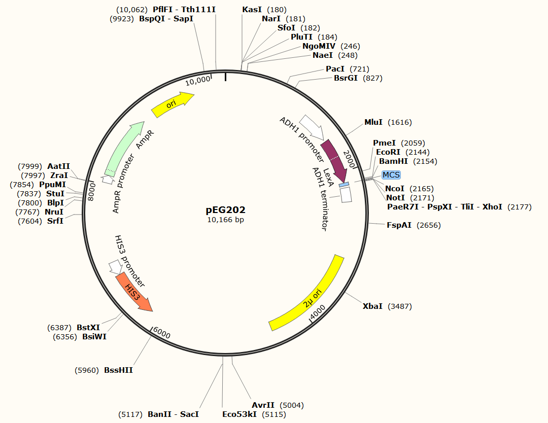 pEG202载体图谱