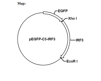 pEGFP-C3-IRF3载体图谱