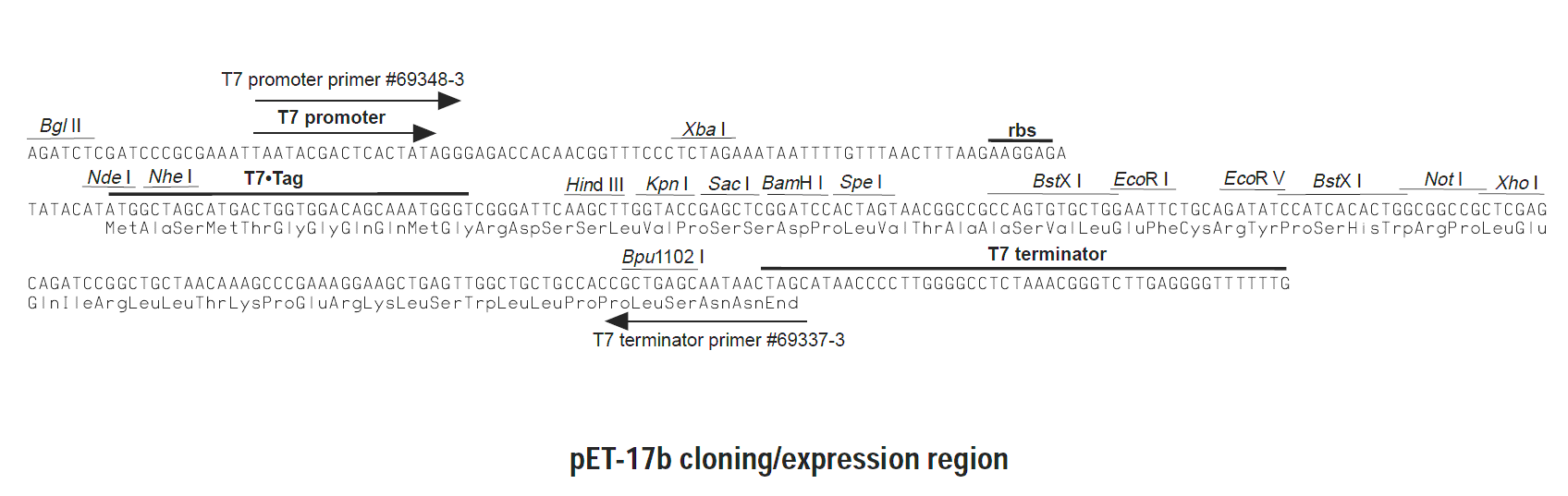 pET 17b载体图谱 点击看大图 pet17b载体多克隆位点