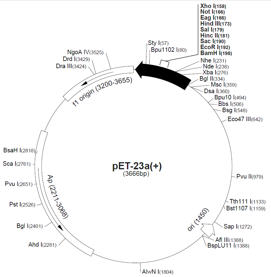 pet23a载体图谱