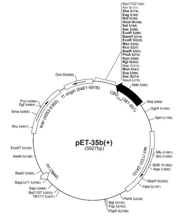 pET-35b载体图谱