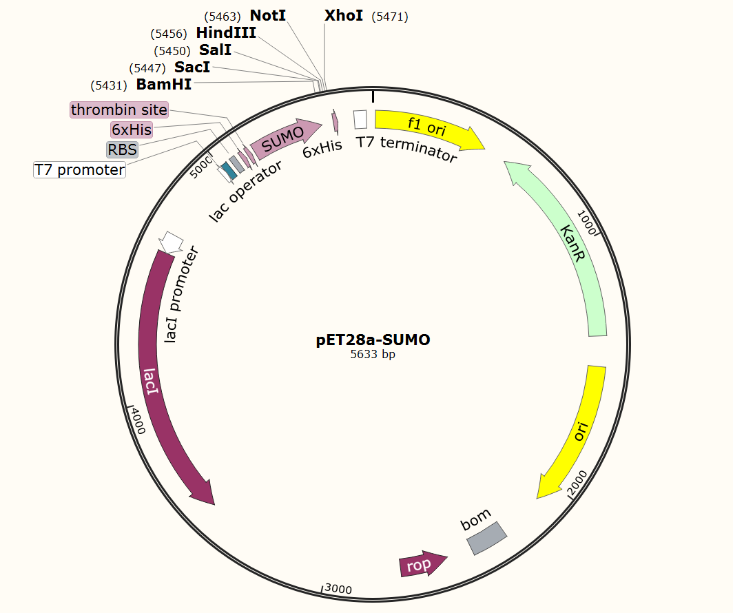 pet28a)sumo载体质粒图谱和多克隆位点信息