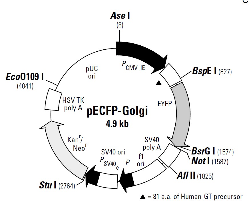 pEYFP-Golgi载体图谱