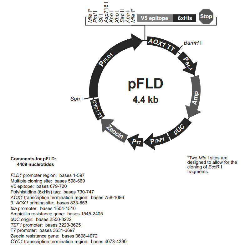 pFLD载体图谱
