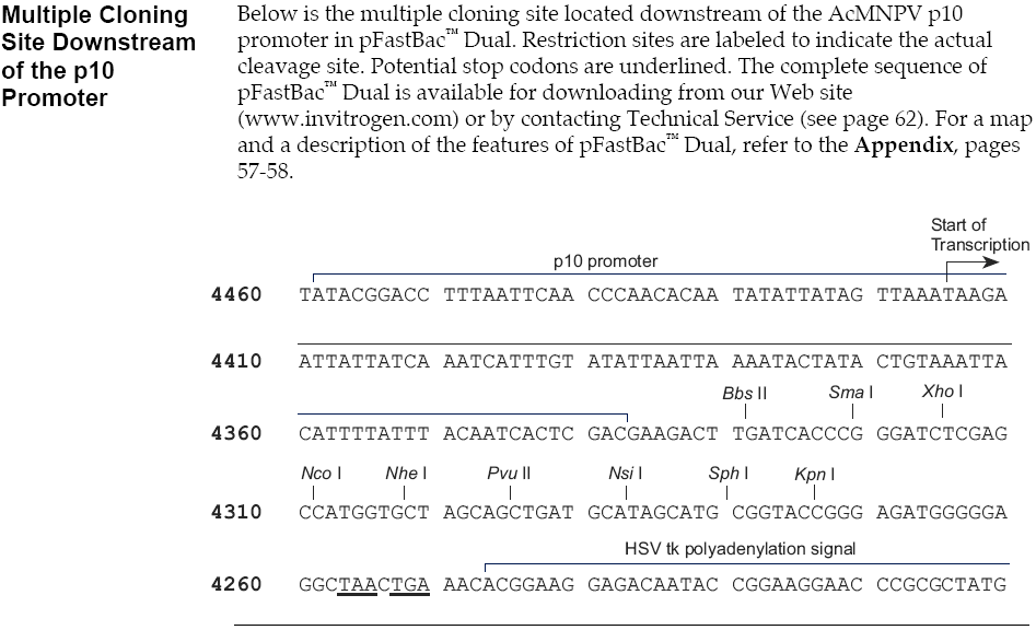 pFastBacDual多克隆位点2 点击看大图 pFastBacDual多克隆位点