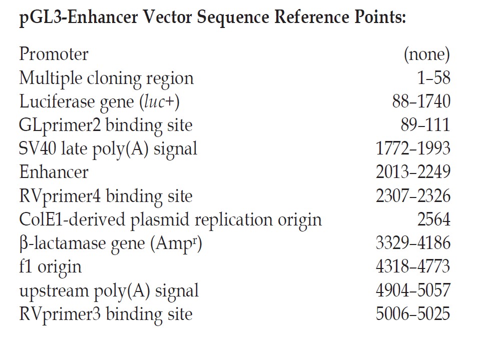 pGL3-Enhancer载体特征