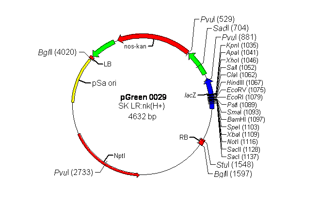 pGreen0029载体图谱