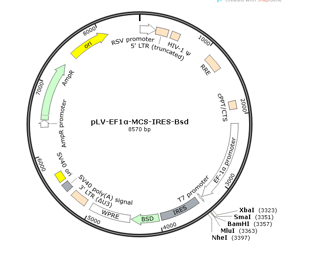 pLV-EF1α-MCS-IRES-Bsd载体图谱