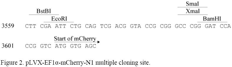 plvx-ef1α-mcherry-n1慢病毒表达载体质粒图谱序列抗性价格报价biove