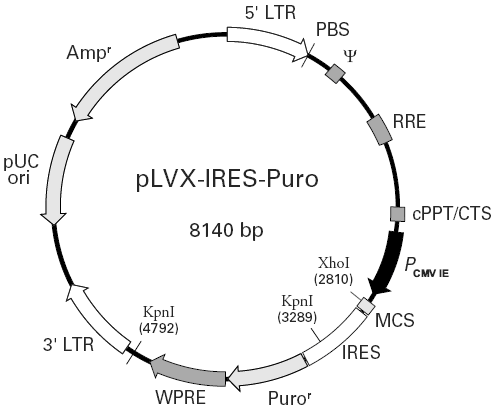 pLVX-IRES-Puro载体图谱