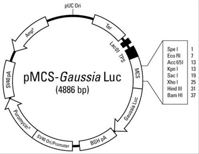 pMCS-Gaussia-Luc载体图谱