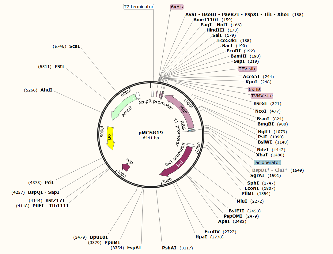 pMCSG19载体图谱