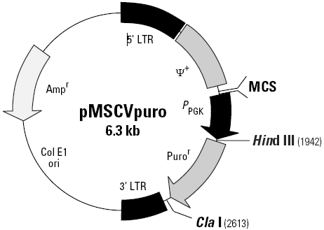 产品库 试剂库 载体及构建 细菌表达载体 pmscvpuro逆病毒载体出品