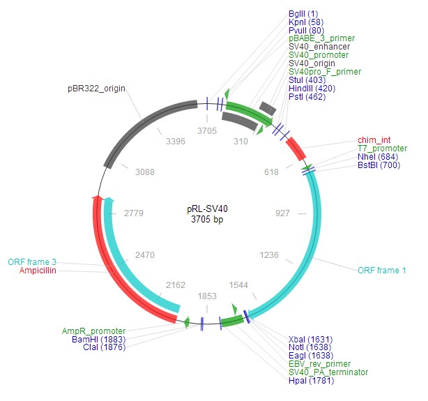 prl-sv40质粒载体图谱序列抗性标签