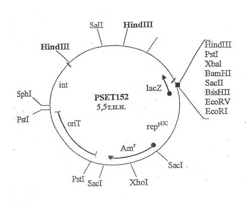 pset152载体图谱