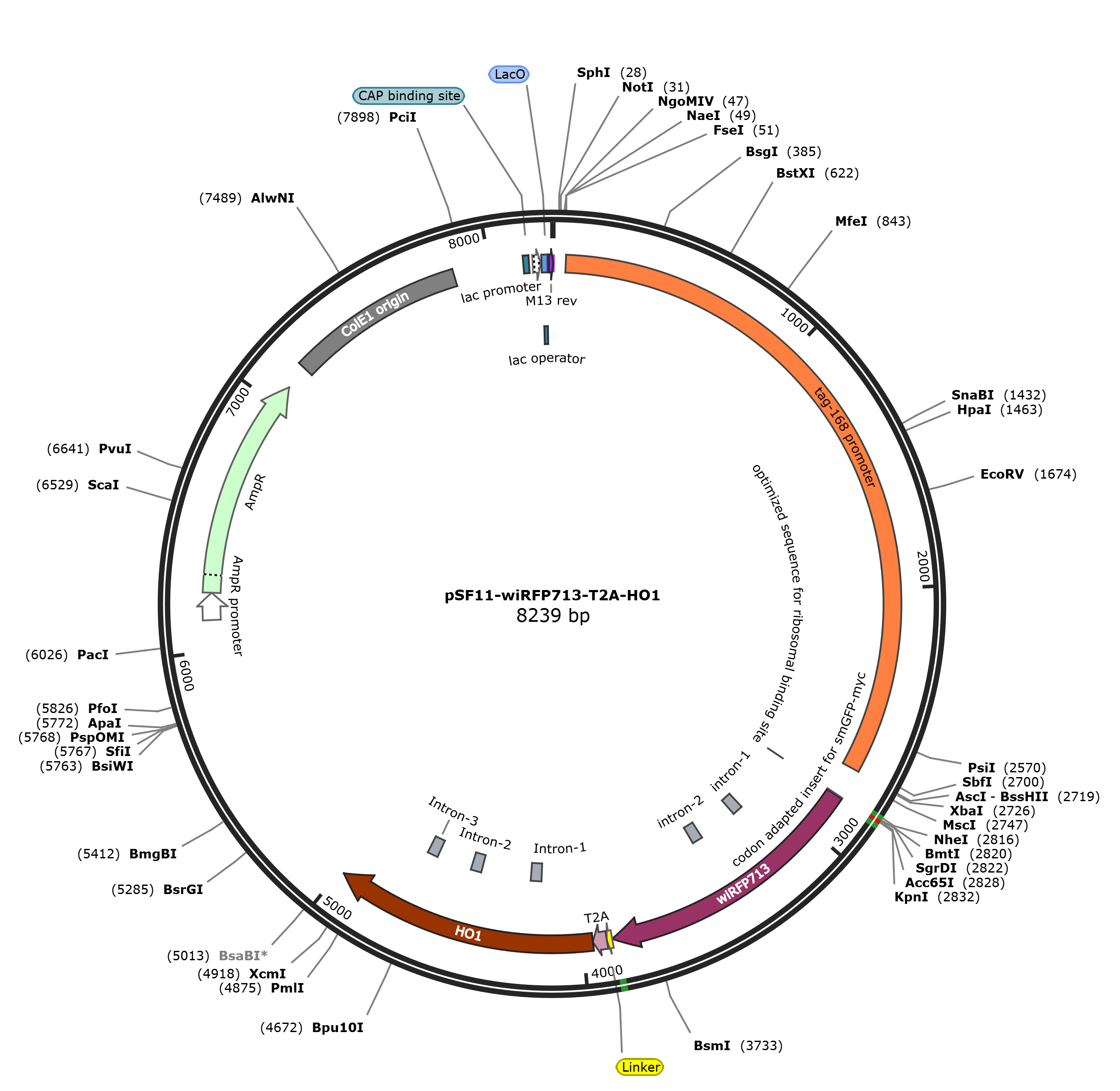 pSF11-wiRFP713-T2A-HO1载体图谱